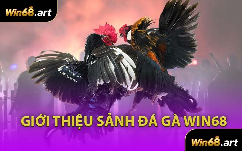 Giới Thiệu Sảnh Đá Gà WIN68