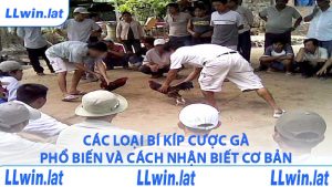 Các loại bí kíp cược gà phổ biến và cách nhận biết cơ bản