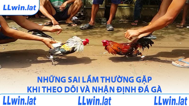 Những sai lầm thường gặp khi theo dõi và nhận định đá gà